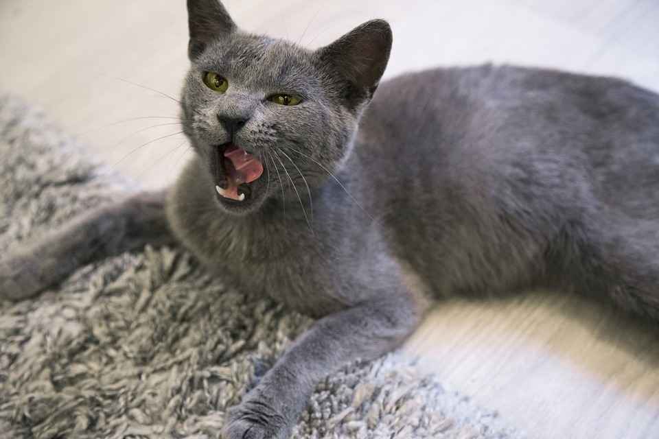 What’s the Best Cat Shampoo for Russian Blue Cats