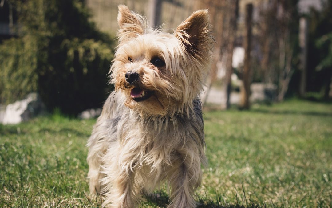 Does Your Teacup Yorkie Have Ticks?