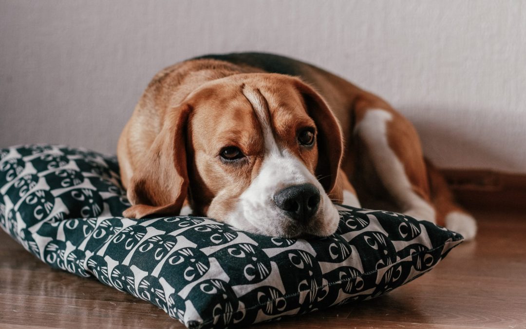 How to Minimize the Smell of Beagle Dogs?