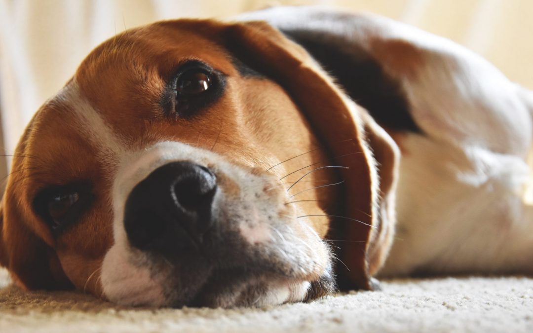 When Should I Start Bathing My Beagle?