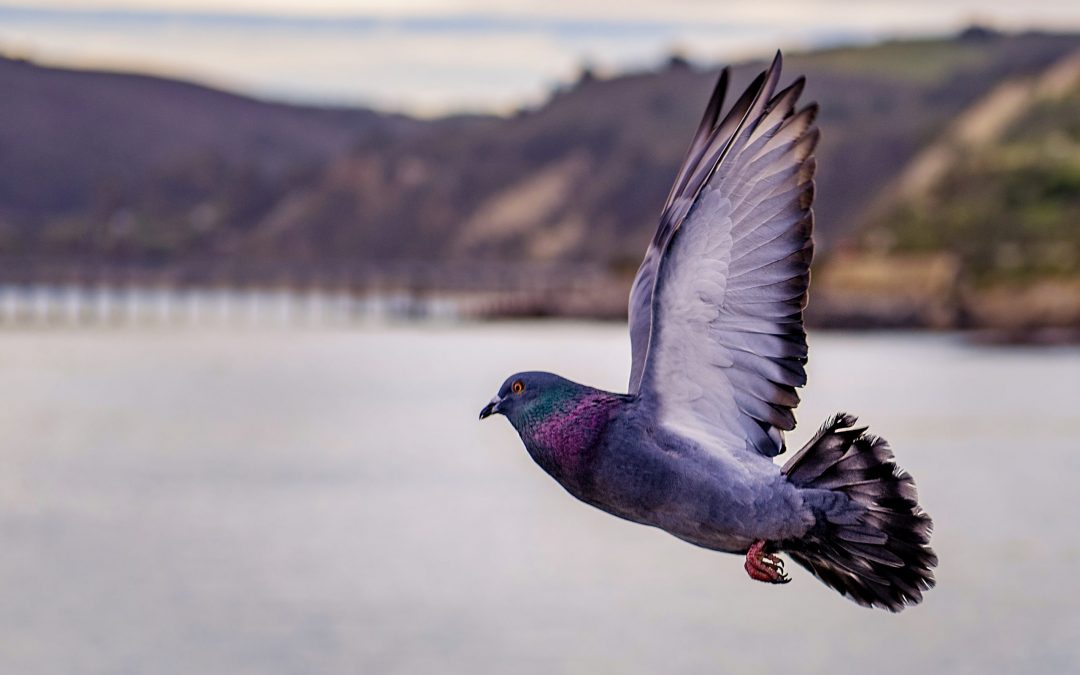 Why Do Pigeons Bow?