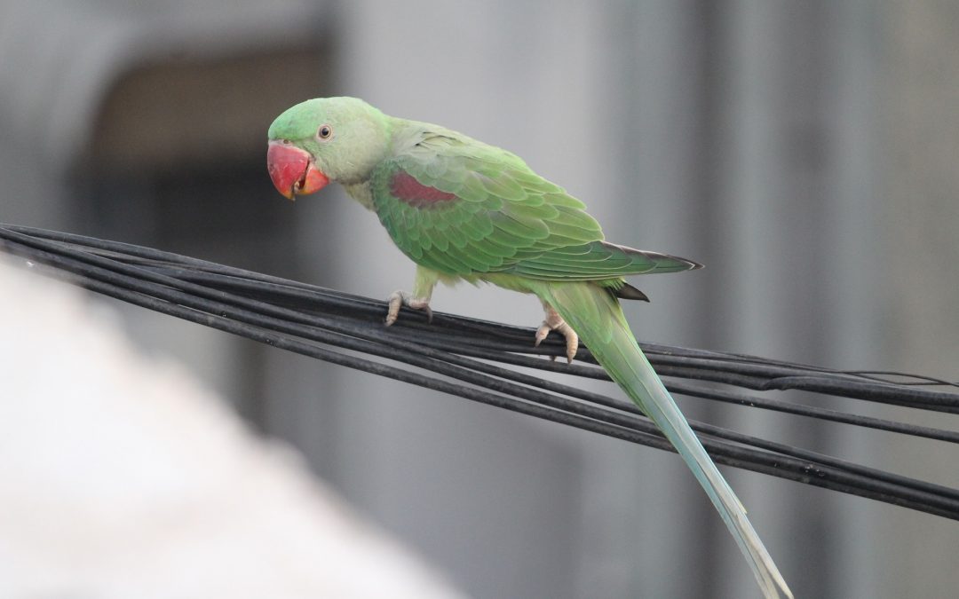 Are Mealworms Good for Caique Parrot?