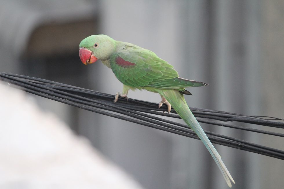 Are Mealworms Good for Caique Parrot?