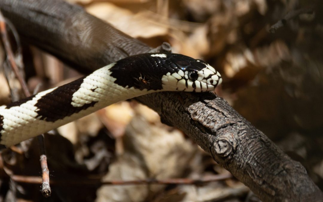 What Are the Best Bedding for Your California Kingsnake?