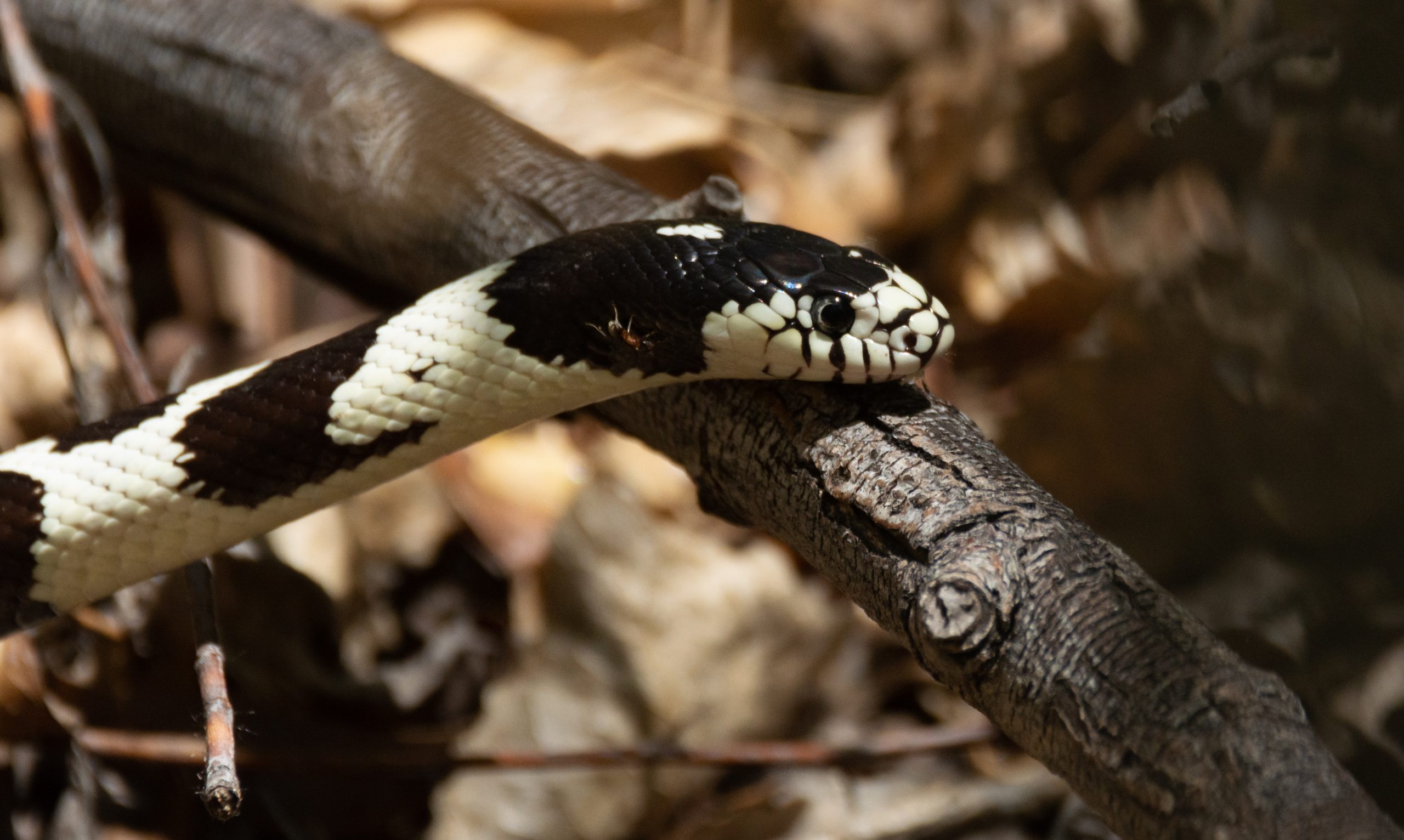 What Are the Best Bedding for Your California Kingsnake?