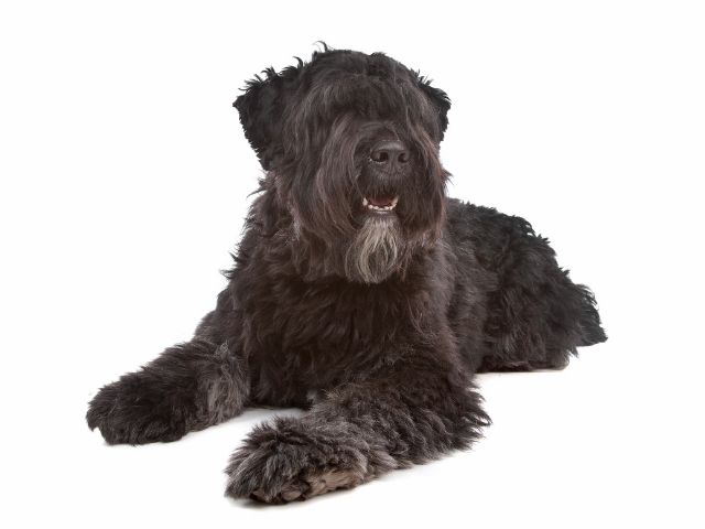 What Are Some Interesting Facts About the Bouvier des Flandres?