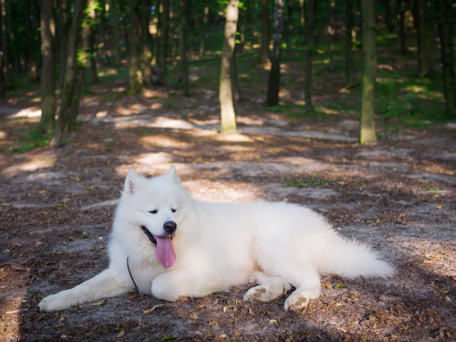 What Are Some Interesting Facts About the Samoyed Dogs?