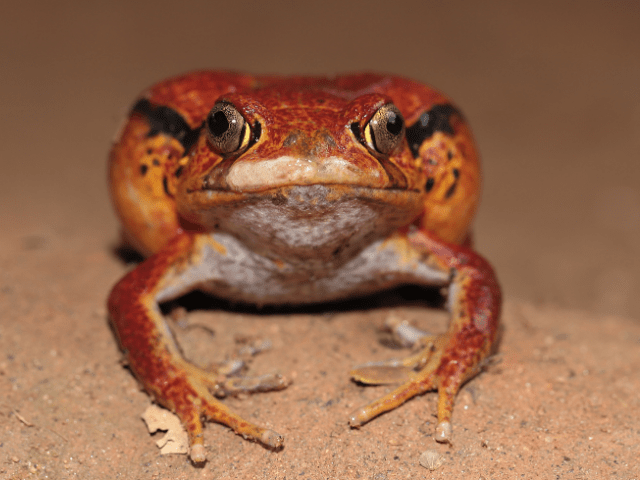 What Are Some Interesting Facts About the Tomato Frog?