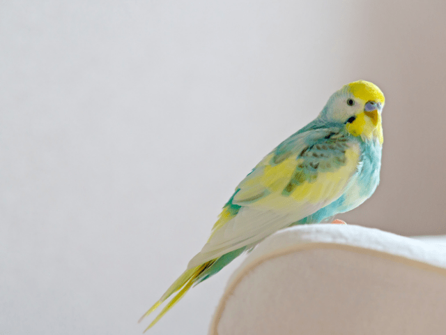 How to Harness Training Your Budgie