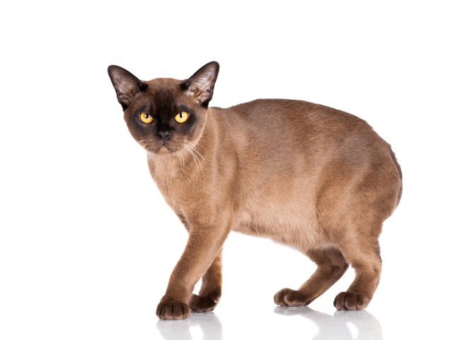 How to Groom Your Burmese Cat’s Coat?