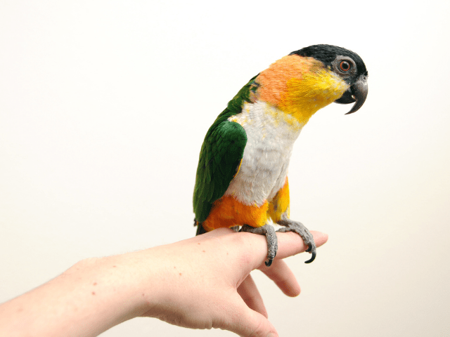 Can You Catch Disease from Your Caique Parrot?