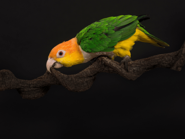 What You Need to Know Before Keeping Caique Parrots