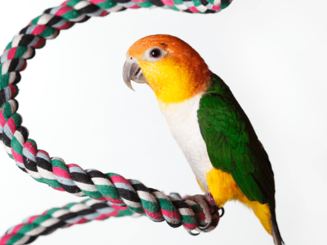 Is Your Caique Parrot Feeling Stressed?