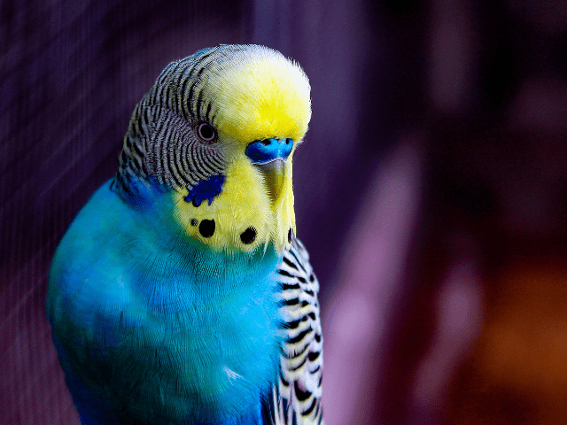 What Are the Best Bird Cages for Budgies?