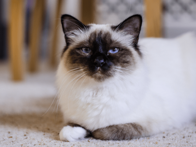 Do Burmese Cats Need Litter Box?