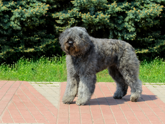 What Are the Best Clippers for Bouvier Dogs?