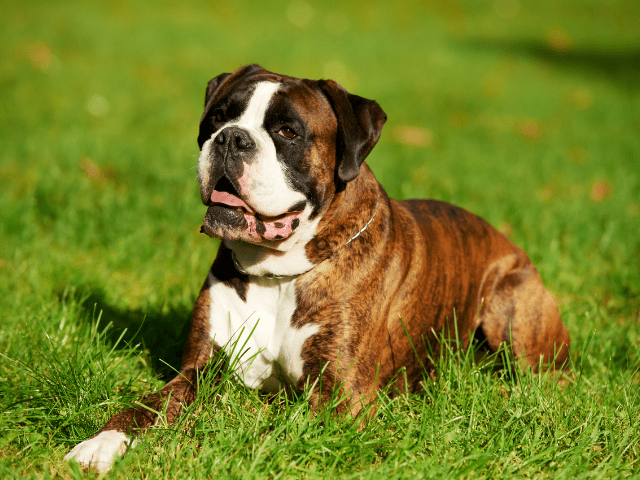 Do You Need to Brush Your Boxer Dog’s Teeth?