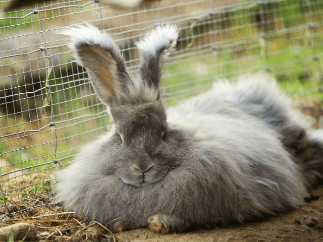 How to Feed Angora Rabbits?