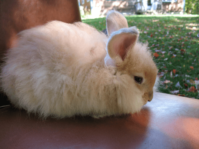 Why You Need to Shear Your Angora Rabbit?