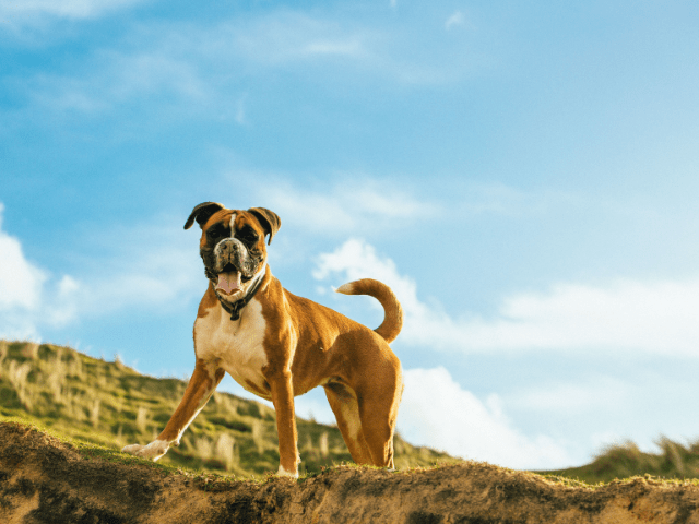 How to Choose the Best Dog Harness for Boxer Dogs?