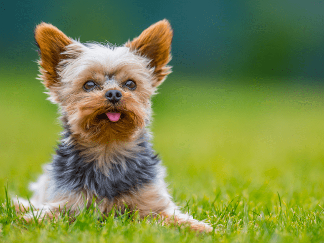 How to Make Yorkies Behave?