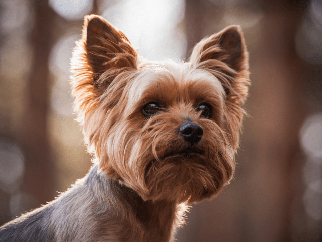 What to Feed Your Yorkie?