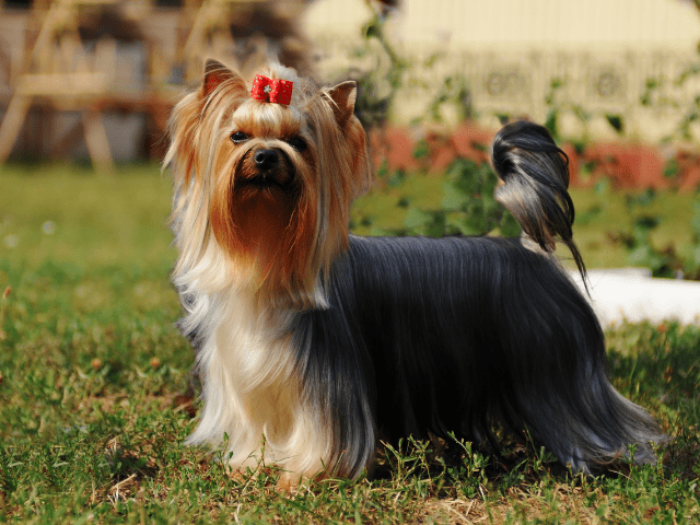 Can Yorkies Get Dog Cancer?