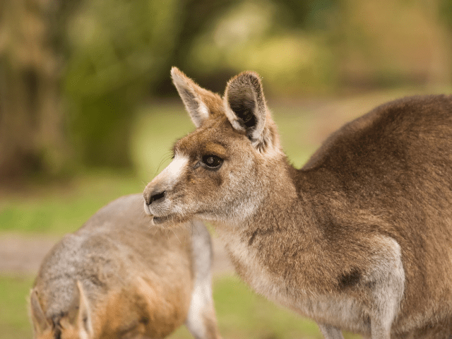 How Do Wallabies Sleep?