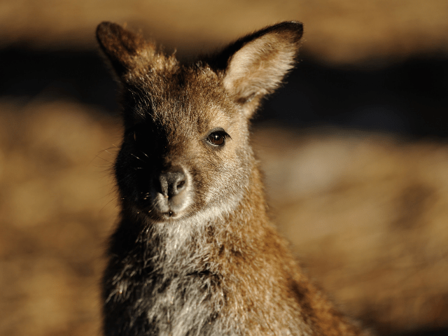 How Do Wallabies Mate?