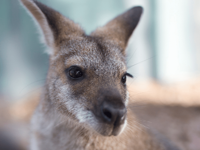 How Do Wallabies Move?