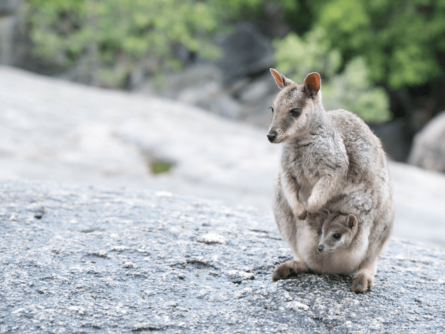 How Do Joeys Stay in the Pouch?