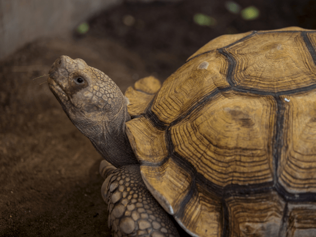 How to Keep Your Tortoise Healthy