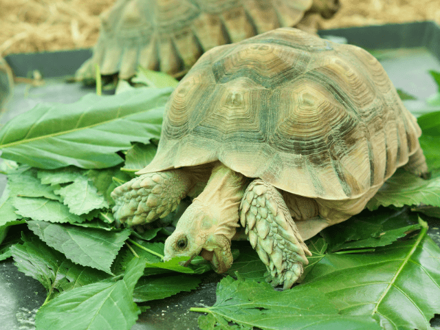 How to Care for Tortoise Shell?