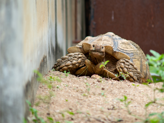 How to Protect Your Sulcata Tortoise