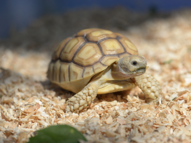 What Are the Housing Materials for Sulcata Tortoise?