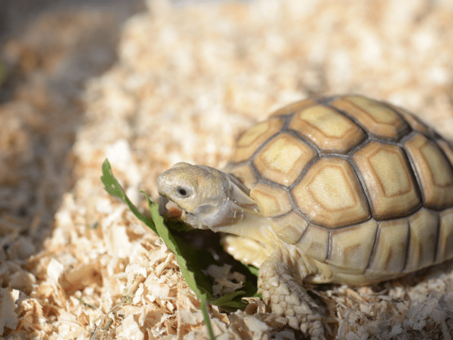 How to Adopt Sulcata Tortoises