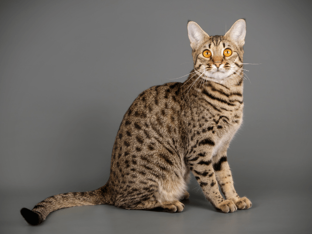 How to Properly Feed Your Savannah Cat?