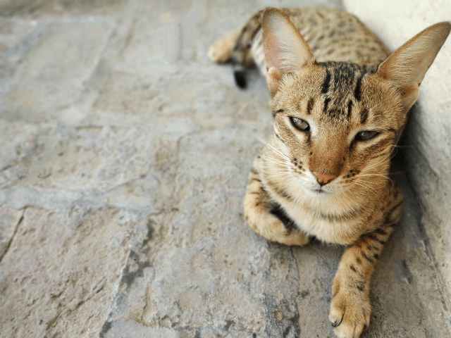 How to Select a Savannah Cat?