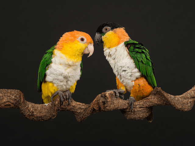 Do You Want to be a Caique Breeder?