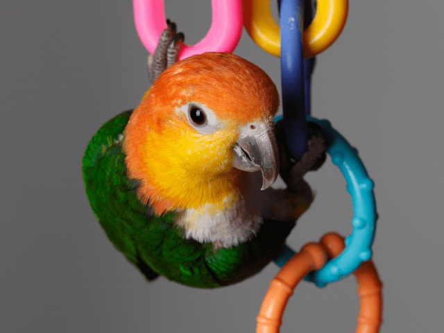 Do You Want to Adopt a Caique?