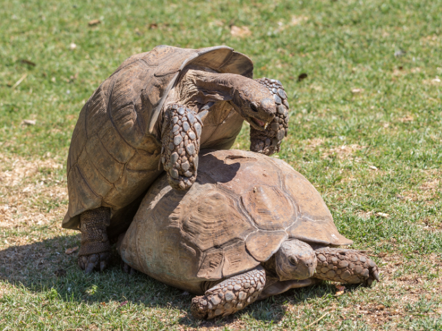 How to Mate Sulcata Tortoises?