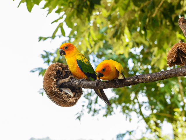 What Are the Types of Caique Parrots?