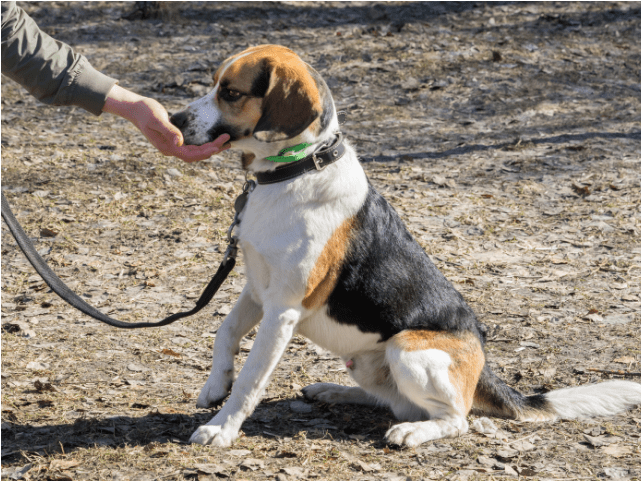 BASIC AND ADVANCED COMMANDS TO TEACH YOUR BEAGLE