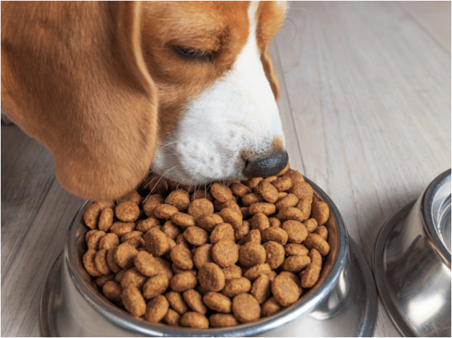 FEEDING A BEAGLE