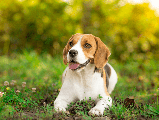 BEAGLE DOG: PROFILE, HISTORY AND CHARACTERISTICS