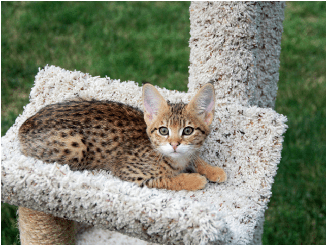 HOW TO PREPARE YOUR HOME FOR YOUR NEW SAVANNAH KITTEN?