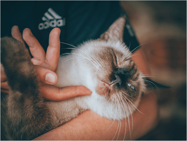 HOW TO INTERACT AND BOND WITH YOUR SIAMESE CAT