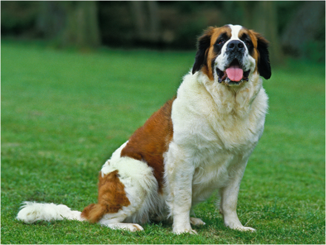 WHAT YOU NEED TO KNOW ABOUT A SAINT BERNARD DOG