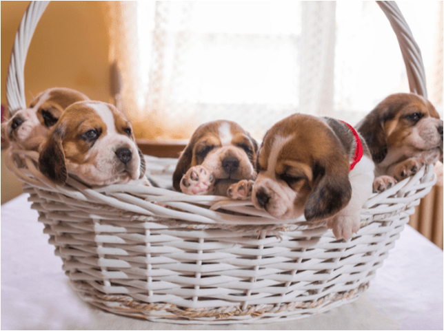 HOW TO BREED YOUR BEAGLE