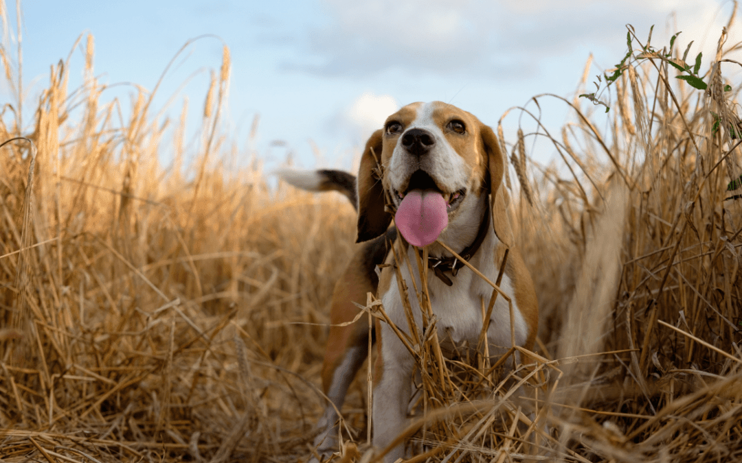 What To Expect From Beagle Dogs?